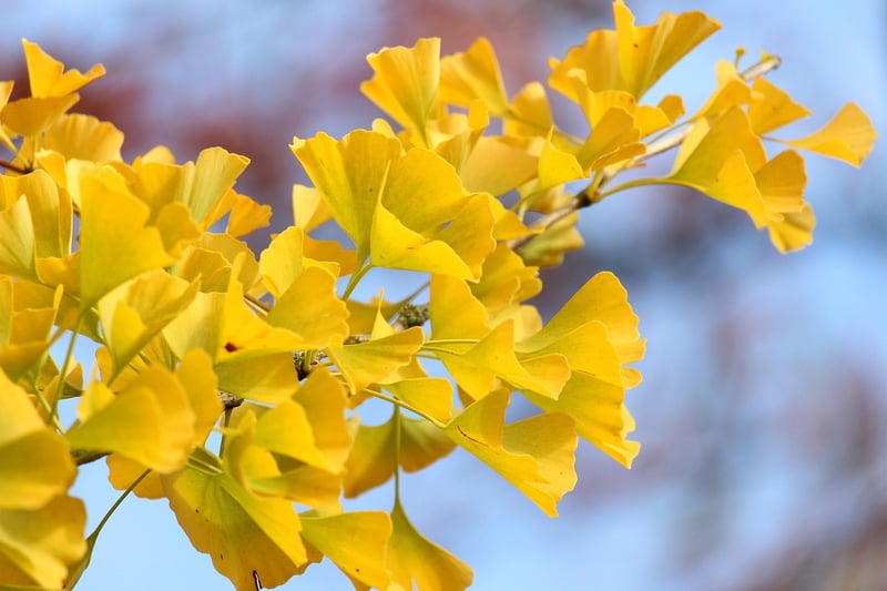 Mysterious Arboretums