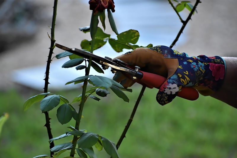Spellbook Pruners
