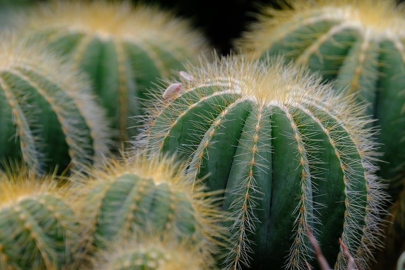 Mermaid's Tears Succulent